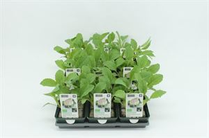 Bild von Kool. Bloemkool winter Bio )